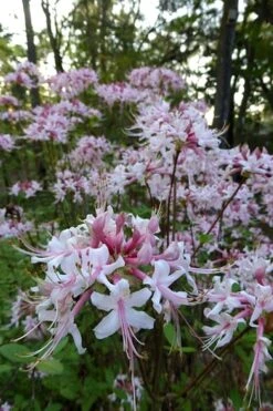 Varnadoes Phlox Pink Native Azalea - Rhododendron Canescens - 1 Gallon Pot -Foxtail Plant Shop Native Azalea Varnadoes Pink Phlox 54 1