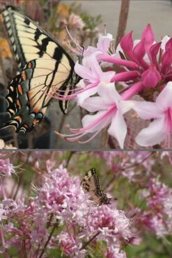 Varnadoes Phlox Pink Native Azalea - Rhododendron Canescens - 1 Gallon Pot -Foxtail Plant Shop Native Azalea Varnadoes Pink Phlox 55 1
