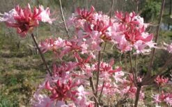 Varnadoes Phlox Pink Native Azalea - Rhododendron Canescens - 1 Gallon Pot -Foxtail Plant Shop Native Azalea Varnadoes pink Blooms 3 1