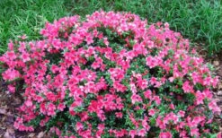 Chinzan Dwarf Azalea - 6 Pack Of 1 Gallon Pots -Foxtail Plant Shop Picture Azalea Chinzan 2 2