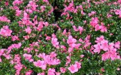 Chinzan Dwarf Azalea - 1 Gallon Pot 13 Chinzan Dwarf Azalea - 1 Gallon Pot -Foxtail Plant Shop Picture Azalea Chinzan