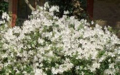 Mrs. G.G. Gerbing White Southern Indica Azalea - 1 Gallon Pot -Foxtail Plant Shop Picture Azlea GG Gerbing 1 2