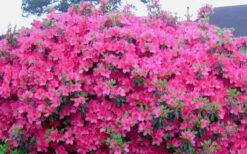 Judge Solomon Southern Indica Azalea - 1 Gallon Pot -Foxtail Plant Shop Picture Azlea Judge Solomon Flowers 1