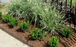 Baby Gem Boxwood - 6 Pack Of 1 Gallon Pots 12 Baby Gem Boxwood - 6 Pack Of 1 Gallon Pots -Foxtail Plant Shop Picture Boxwood Baby Gem Edger 4