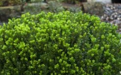 Baby Gem Boxwood - 3 Gallon Pot -Foxtail Plant Shop Picture Boxwood Baby Gem Leaves 2