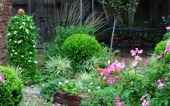 Baby Gem Boxwood - 2 Gallon Pot -Foxtail Plant Shop Picture Boxwood Baby Gem Specimen 1