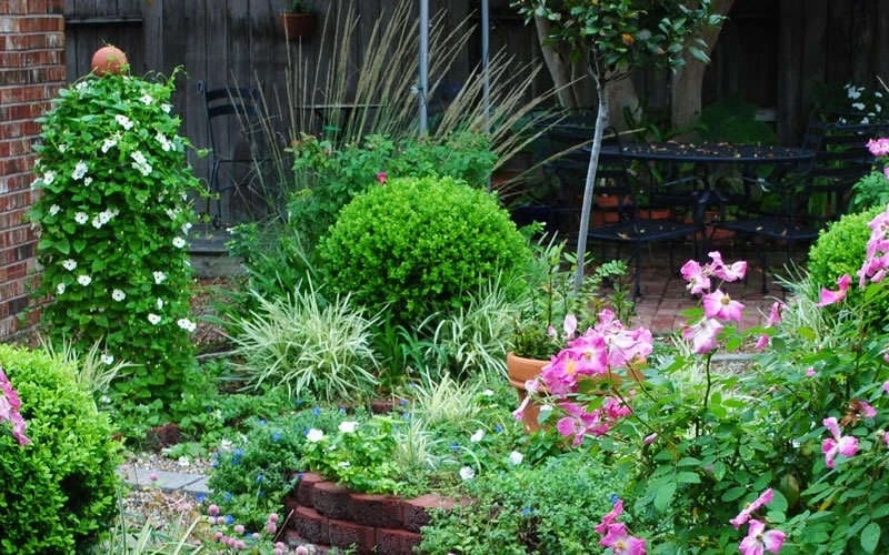 Baby Gem Boxwood - 6 Pack Of 1 Gallon Pots 8 Baby Gem Boxwood - 6 Pack Of 1 Gallon Pots - Image 8