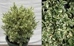 Dwarf Variegated Boxwood - 3 Gallon Pot -Foxtail Plant Shop Picture Boxwood Dwarf Variegated 4
