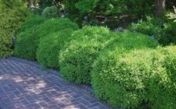 Franklins Gem Dwarf Boxwood - 1 Gallon Pot -Foxtail Plant Shop Picture Boxwood Franklins Gem 2