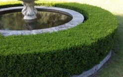 Franklins Gem Dwarf Boxwood - 6 Pack Of 1 Gallon Pots -Foxtail Plant Shop Picture Boxwood Franklins Gem Hedge 8