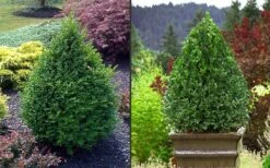 Green Mountain Boxwood - 3 Gallon Pot -Foxtail Plant Shop Picture Boxwood Green Mountain 2 6