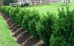 Green Mountain Boxwood - 2.5 Quart Pot -Foxtail Plant Shop Picture Boxwood Green Mountain Hedge 2