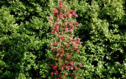 October Magic Rose Camellia - 1 Gallon Pot -Foxtail Plant Shop Picture Camellia October Magic Rose Column 3