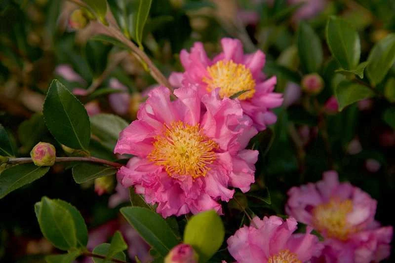 October Magic Carpet Dwarf Camellia - 3 Gallon Pot 4 October Magic Carpet Dwarf Camellia - 3 Gallon Pot - Image 4
