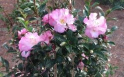 October Magic Orchid Camellia - 2 Gallon Pot -Foxtail Plant Shop Picture CamelliaOrchidOctoberMajic 2