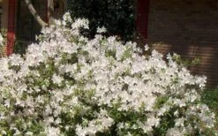 Autumn Ivory Encore Azalea - 1 Gallon Pot -Foxtail Plant Shop Picture Encore Azalea Ivory 3