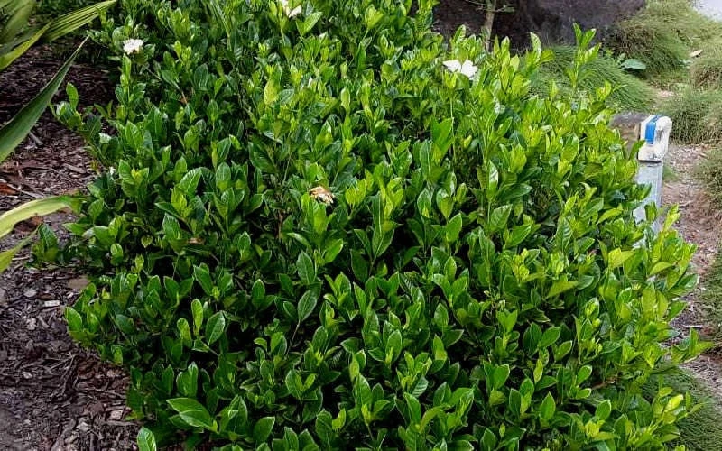 August Beauty Gardenia - 1 Gallon Pot 6 August Beauty Gardenia - 1 Gallon Pot - Image 6