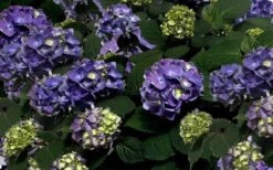 Bloomstruck Endless Summer Hydrangea - 3 Gallon Pot -Foxtail Plant Shop Picture Hydrangea Bloomstruck 1