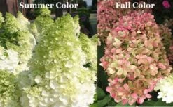 Limelight PeeGee Hydrangea - 6 Pack Of 1 Gallon Pots -Foxtail Plant Shop Picture Hydrangea Limelight 3 2