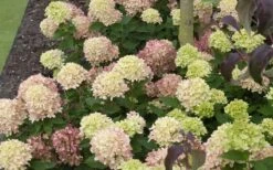 Little Lime Hydrangea - 3 Gallon Pot -Foxtail Plant Shop Picture Hydrangea Little Lime 2 3