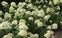 Little Lime Hydrangea - 6 Pack Of 1 Gallon Pots -Foxtail Plant Shop Picture Hydrangea Little Lime 3