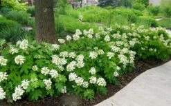 Pee Wee Dwarf Oakleaf Hydrangea - 2 Gallon Pot -Foxtail Plant Shop Picture Hydrangea Oakleaf Pee Wee Border 2