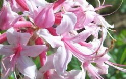 Varnadoes Phlox Pink Native Azalea - Rhododendron Canescens - 1 Gallon Pot -Foxtail Plant Shop Picture Native Azalea Varnadoes Pink Phlox Closeup 1