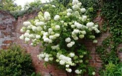 Chinese Snowball Viburnum Bush - 7 Gallon Pot (2-3') -Foxtail Plant Shop Picture Viburnum Chinese Snowball Espalier