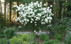 Chinese Snowball Viburnum Bush - 7 Gallon Pot (2-3') -Foxtail Plant Shop Picture Viburnum Chinese Snowball Tree 1
