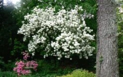 Chinese Snowball Viburnum Bush - 6 Pack Of 1 Gallon Pots -Foxtail Plant Shop Picture Viburnum Chinese Snowball Tree 2 2