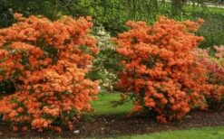 Gibraltar Azalea (Rhododendron) - 3 Gallon Pot -Foxtail Plant Shop Rhododendron Gibraltar 1
