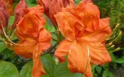 Gibraltar Azalea (Rhododendron) - 3 Gallon Pot -Foxtail Plant Shop Rhododendron Gibraltar 3