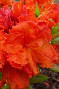 Gibraltar Azalea (Rhododendron) - 3 Gallon Pot -Foxtail Plant Shop Rhododendron Gibraltar 4