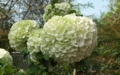 Chinese Snowball Viburnum Bush - 6 Pack Of 1 Gallon Pots -Foxtail Plant Shop Viburnum Chinese Snowball Bloom Green 2