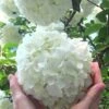 Chinese Snowball Viburnum Bush - 7 Gallon Pot (2-3') -Foxtail Plant Shop Viburnum Chinese Snowball Rev 500x750 1