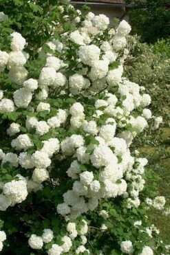 European Snowball Viburnum Bush - 3 Gallon Pot -Foxtail Plant Shop Viburnum European Snowball 1