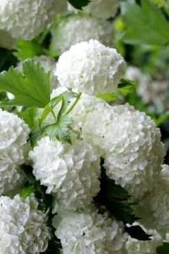 European Snowball Viburnum Bush - 3 Gallon Pot -Foxtail Plant Shop Viburnum European Snowball 5