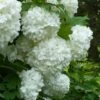 European Snowball Viburnum Bush - 3 Gallon Pot 15 European Snowball Viburnum Bush - 3 Gallon Pot -Foxtail Plant Shop Viburnum European Snowball 6