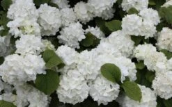 Popcorn Snowball Viburnum Bush - 1 Gallon Pot -Foxtail Plant Shop Viburnum Popcorn 1