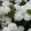 Popcorn Snowball Viburnum Bush - 3 Gallon Pot -Foxtail Plant Shop Viburnum Popcorn 1 500x750 2