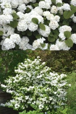 Popcorn Snowball Viburnum Bush - 3 Gallon Pot 8 Popcorn Snowball Viburnum Bush - 3 Gallon Pot -Foxtail Plant Shop Viburnum Popcorn 2 500x750 2