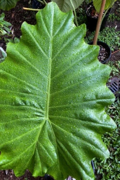 Ruffled Upright Elephant Ear (Alocasia 'Portora') - 1 Gallon Pot -Foxtail Plant Shop alocasia portora ruffled upright elephant ear 4