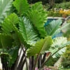 Ruffled Upright Elephant Ear (Alocasia 'Portora') - 1 Gallon Pot -Foxtail Plant Shop alocasia portora ruffled upright elephant ear 6