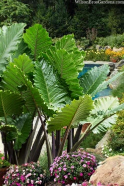 Ruffled Upright Elephant Ear (Alocasia 'Portora') - 1 Gallon Pot