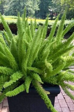 Foxtail Fern (Asparagus Densiflorus) - 1 Gallon Pot -Foxtail Plant Shop asparagus aethiopicus foxtail fern 1