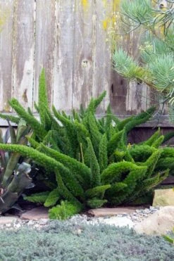 Foxtail Fern (Asparagus Densiflorus) - 3 Gallon Pot -Foxtail Plant Shop asparagus aethiopicus foxtail fern 3 1