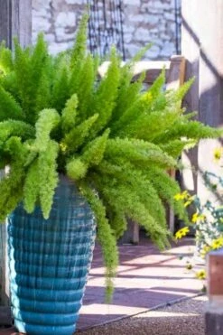 Foxtail Fern (Asparagus Densiflorus) - 3 Gallon Pot