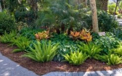 Foxtail Fern (Asparagus Densiflorus) - 1 Gallon Pot -Foxtail Plant Shop asparagus aethiopicus foxtail fern 5