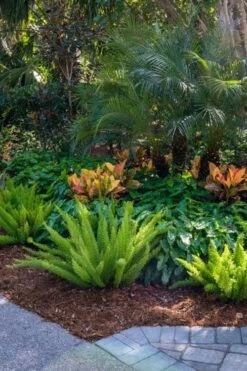 Foxtail Fern (Asparagus Densiflorus) - 1 Gallon Pot -Foxtail Plant Shop asparagus aethiopicus foxtail fern 6