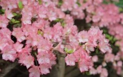 Amy Azalea - 3 Gallon Pot -Foxtail Plant Shop azalea amy 8